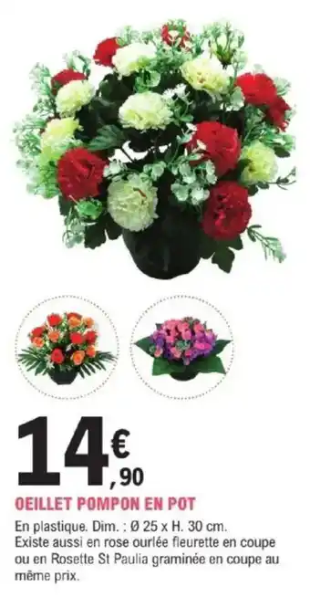 E.Leclerc Brico Oeillet pompon en pot offre