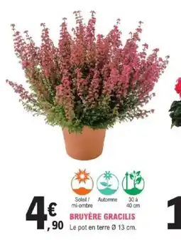 E.Leclerc Brico Bruyère gracilis offre