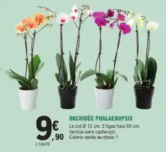 E.Leclerc Brico Orchidée phalaenopsis offre