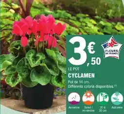 E.Leclerc Brico Cyclamen offre