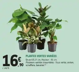 E.Leclerc Brico Plantes vertes variées offre