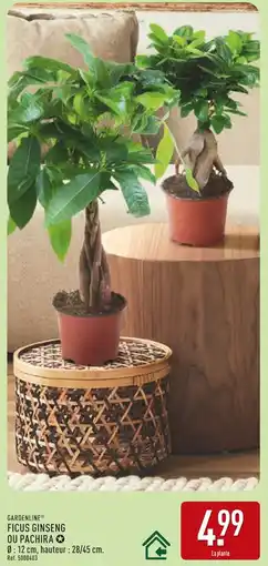 ALDI Gardenline Ficus Ginseng offre