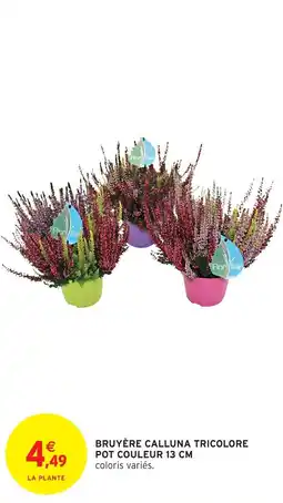 Intermarché Bruyère calluna tricolore pot couleur offre