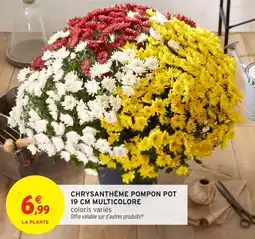 Intermarché Chrysanthème pompon pot multicolore offre