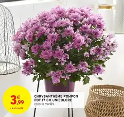 Intermarché Chrysanthème pompon pot unicolore offre