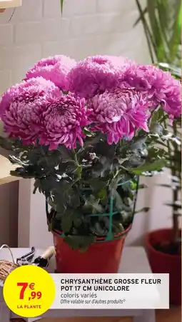 Intermarché Chrysanthème grosse fleur pot unicolore offre