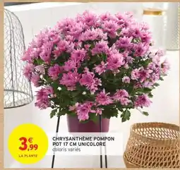 Intermarché CHRYSANTHÈME POMPON POT 17 CM UNICOLORE offre