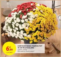 Intermarché CHRYSANTHÈME POMPON POT 19 CM MULTICOLORE offre