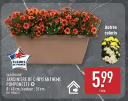 ALDI JARDINIÈRE DE CHRYSANTHÈME POMPONETTE offre