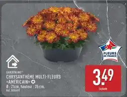ALDI Chrysanthème Multi-Fleurs 'Américain' offre