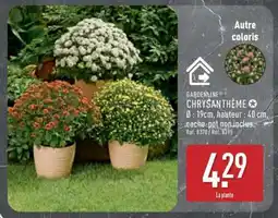 ALDI Chrysanthème offre