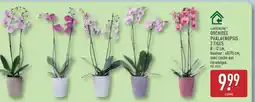 ALDI ORCHIDÉE PHALAENOPSIS 2 TIGES offre