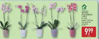 ALDI ORCHIDÉE PHALAENOPSIS 2 TIGES offre