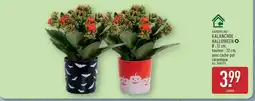 ALDI KALANCHOE HALLOWEEN offre