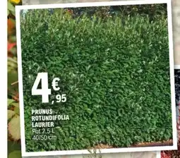 E.Leclerc Jardi Prunus rotundifolia laurier offre