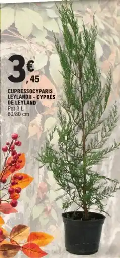 E.Leclerc Jardi Cupressocyparis leylandii - cyprès de leyland offre