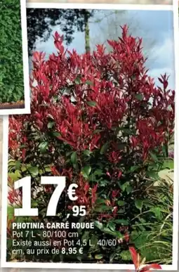 E.Leclerc Jardi Photinia carré rouge offre