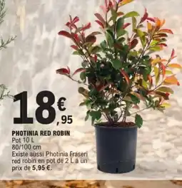 E.Leclerc Jardi Photinia red robin offre