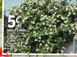 E.Leclerc Jardi Arbuste à fleurs offre