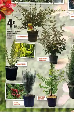 E.Leclerc Jardi Arbustes de haies persistants offre