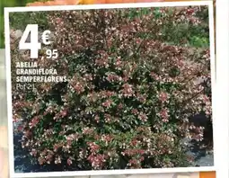 E.Leclerc Jardi Abelia grandiflora semperflorens offre