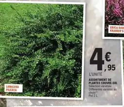 E.Leclerc Jardi Assortiment de plantes couvre-sol offre