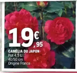 E.Leclerc Jardi Camélia du japon offre