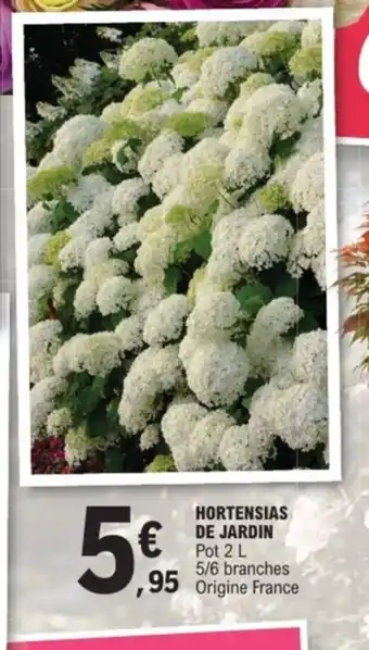 E.Leclerc Jardi Hortensias de jardin offre