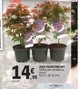 E.Leclerc Jardi Acer palmatum mix offre