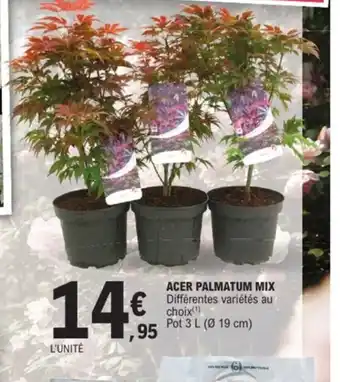 E.Leclerc Jardi Acer palmatum mix offre
