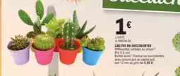 E.Leclerc Jardi Cactus ou succulentes offre