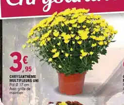 E.Leclerc Jardi Chrysanthème multifleurs uni offre