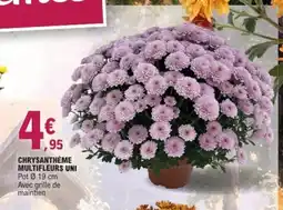 E.Leclerc Jardi Chrysanthème multifleurs uni offre
