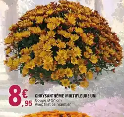 E.Leclerc Jardi Chrysanthème multifleurs uni offre
