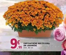 E.Leclerc Jardi Chrysanthème multifleurs uni jardinière offre
