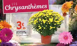 E.Leclerc Jardi Chrysanthème multifleurs uni offre