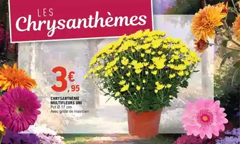 E.Leclerc Jardi Chrysanthème multifleurs uni offre