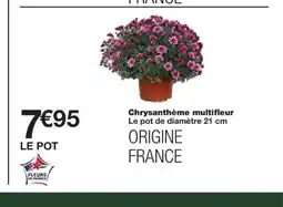 Monoprix Chrysanthème multifleur offre