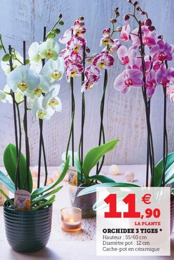 Hyper U Orchidee 3 tiges offre