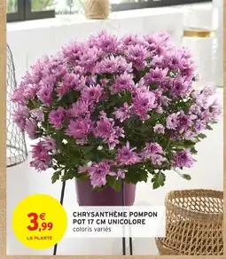 Intermarché Hyper Chrysanthème pompon pot unicolore offre