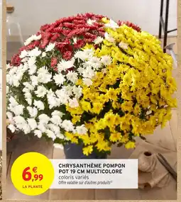 Intermarché Hyper Chrysanthème pompon pot multicolore offre