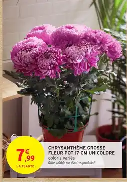 Intermarché Hyper Chrysanthème grosse fleur pot unicolore offre
