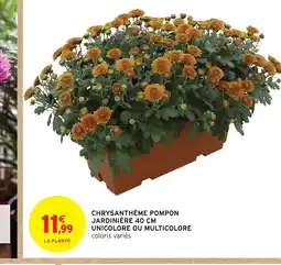 Intermarché Hyper Chrysanthème pompon jardinière unicolore ou multicolore offre
