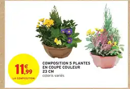 Intermarché Hyper Composition 5 plantes en coupe couleur offre