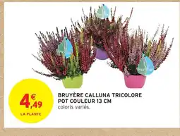 Intermarché Hyper Bruyère calluna tricolore pot couleur offre