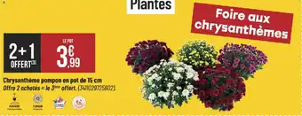 Chrysanthème pompon en pot de 15 cm