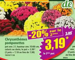 Norma Chrysanthèmes pomponettes offre