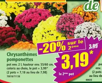Norma Chrysanthèmes pomponettes offre