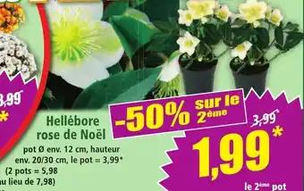 Norma Hellébore rose de Noël offre