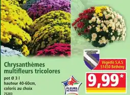 Norma Chrysanthèmes multifleurs tricolores offre